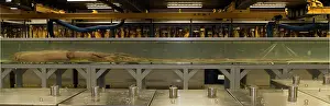 Squid: Architeutis dux, giant squid