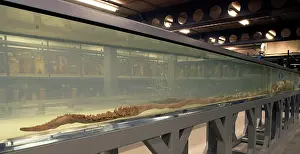Squid: Architeutis dux, giant squid