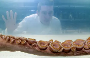 Squid: Architeutis dux, giant squid
