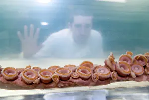 Squid: Architeutis dux, giant squid