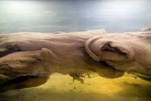 Squid: Architeutis dux, giant squid