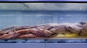 Squid: Architeutis dux, giant squid