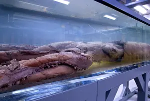 Squid: Architeutis dux, giant squid