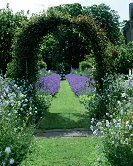 Catmint: Archway at Kellie Castle, Fife