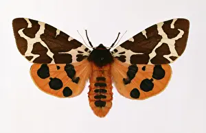Ursidae: Arctia caja, garden tiger moth