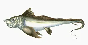 Chimaera: Arctic Chimaera, or Rabbit Fish