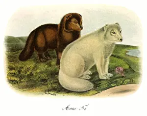 Audubon: Arctic FoX