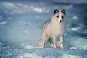 Coloring: Arctic Fox Alopex Lagopus in Winter Standing Curious