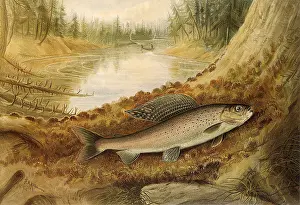 Grayling: Arctic Grayling