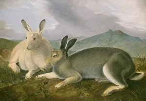 Long Eared: Arctic Hare