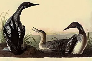 Loon: Arctic Loon, Gavia arctica