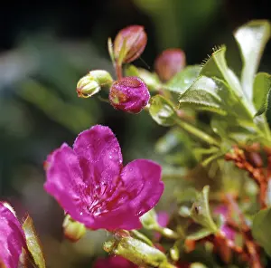 Raspberry: Arctic raspberry flowering, 1976