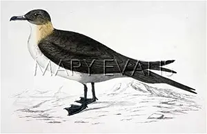 Richardsons: ARCTIC RICHARDSONS SKUA