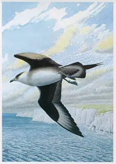 Skua: Arctic Skua