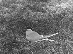 Terns: ARCTIC TERN