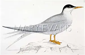 Sterna: ARCTIC TERN (MORRIS)