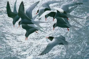 Terns: Arctic Terns ' in flight over water