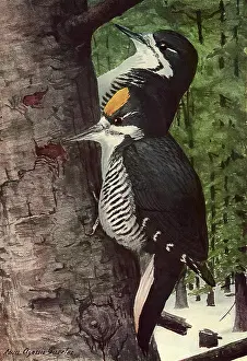 Agassiz: Arctic Woodpeckers