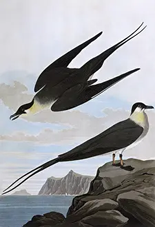 Havell: Arctic Yager, by John James Audubon