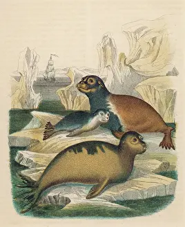 Lobatus: Arctocephalus Lobatus -- Seals
