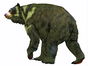 Pleistocene: Arctodus bear, white background