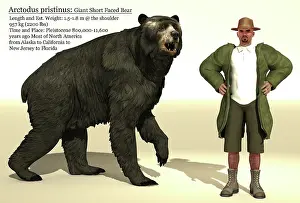 Archaeologist: Arctodus short-faced bear size reference chart