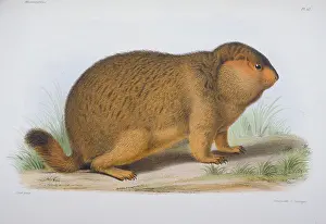 Arctomys: Arctomys robustus, marmot