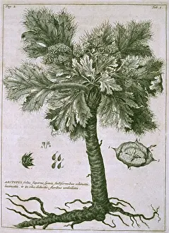 Apiales: Arctopus echinatus
