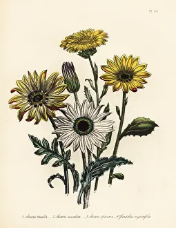 Speciosa: Arctotis and grindelia species