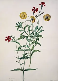 Asterales: Arctotis sp. South African daisy