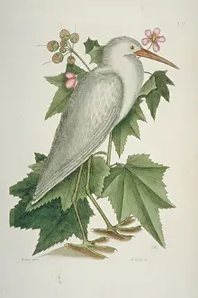 Albus: Ardea alba, great egret