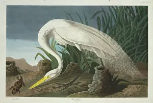 Amphibia: Ardea alba, great egret