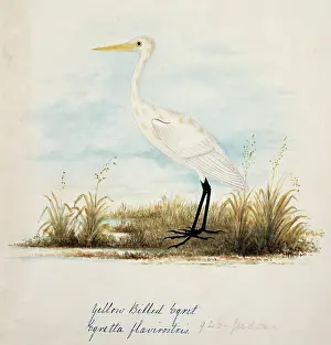 Pelecaniformes: Ardea alba, great egret