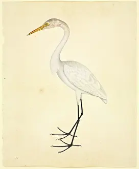 Pelecaniformes: Ardea alba, great egret