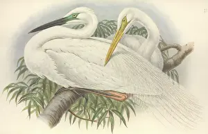 Pelecaniformes: Ardea alba, great egret