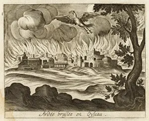 Aeneas: Ardea Burns, Becomesbird