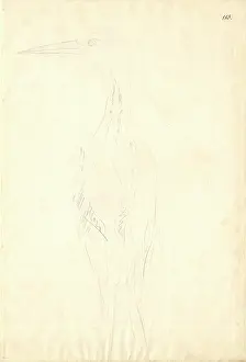 Pelecaniformes: Ardea cinerea, grey heron