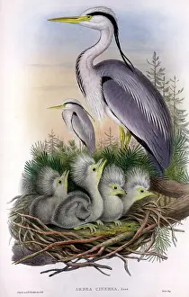 Pelecaniformes: Ardea cinerea, grey heron