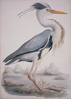 Elphick: Ardea cinerea, grey heron
