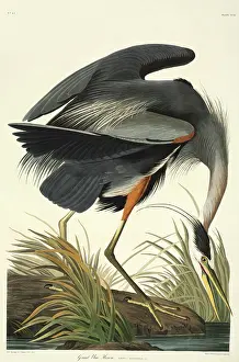 Herodias: Ardea herodias, great blue heron