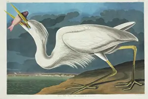 Swallowing: Ardea herodias, great blue heron
