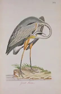 Preening: Ardea herodias, great blue heron