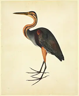 Pelecaniformes: Ardea purpurea, purple heron