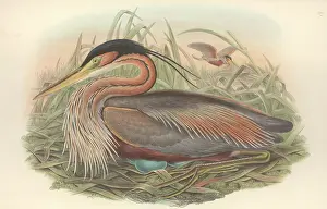 Pelecaniformes: Ardea purpurea, purple heron