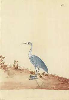 Pelecaniformes: Ardea sp. Heron