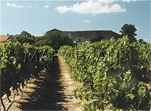 Ardeche: ARDECHE VINEYARD