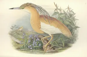 Pelecaniformes: Ardeola ralloides, squacco heron