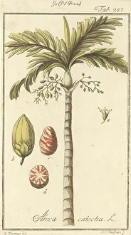 Pepper: Areca catechu L. betel nut palm