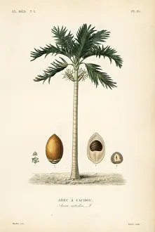 Betel: Areca nut palm tree, Areca catechu