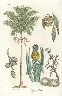 Ferrario: Areca palm, pineapple and jackfruit